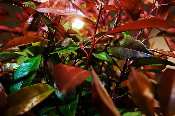 포토 JPG 해외이미지 식물 디자인 계절 공원 꽃잎 꽃 벽 백그라운드 잎 꽃무늬 패턴 자연 추상 사랑 사람없음 야외 장식 초록색 컬러풀 뷰티 환경 정원 봄 흰색 신선 닫기 다발 배열 심볼 묘사 원예 질감 조경 쇼 내추럴 정중 해외포토 공공시설 감정 컬러 컨셉 무늬 모션 취미 생태계 파일형식 이미지허브