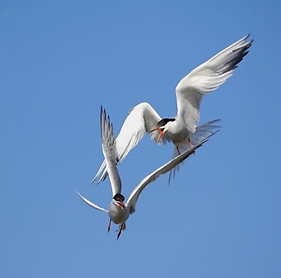 포토 JPG 해외이미지 동물 호수 야생동물 바다 날개 자연 조류 하늘 어류 어업 사람없음 야외 물 여름 파란색 친구 강 뷰티 검은색 흰색 쌍 자신감 황무지 깃털 싸움 부리 동물상 해외포토 자연요소 계절 감정 산업 컬러 관계 모션 조형물 수중동물 생태계 파일형식 이미지허브