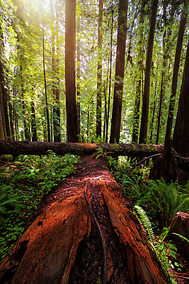 포토 JPG 해외이미지 나무 식물 응시 공원 백그라운드 자연 하늘 사람없음 야외 목재 가로 초록색 빛 햇빛 뷰티 여행객 미국 하이킹 나뭇가지 숲 큼 캘리포니아 거인 내추럴 옛날 전국 해외포토 시선 공공시설 컬러 북아메리카 재료 레저 사람 태양 크기 생태계 파일형식 이미지허브