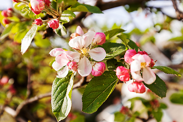 포토 JPG 해외이미지 나무 식물 계절 꽃잎 꽃 분홍색 백그라운드 잎 꽃무늬 패턴 과일 자연 사람없음 장식 초록색 뷰티 정원 봄 성장 벚꽃 흰색 나뭇가지 신선 사과 내추럴 고립 해외포토 컬러 무늬 생태계 파일형식 이미지허브