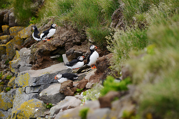 포토 JPG 해외이미지 주간 여러마리 조류 사람없음 야외 돌_바위 소프트포커스 퍼핀 해외포토 자연요소 동물 다수 촬영기법 파일형식 이미지허브