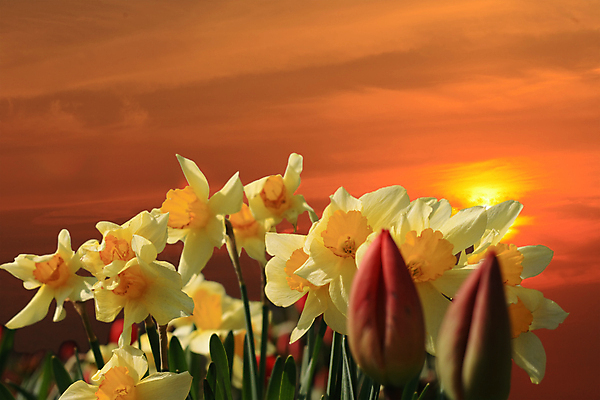 포토 JPG 해외이미지 식물 계절 공원 꽃잎 꽃 백그라운드 잎 꽃무늬 오렌지 전구 자연 하늘 부활절 사람없음 세로 초록색 여름 햇빛 태양 노란색 우주 일출 정원 사진촬영 일몰 봄 활발 튤립 성장 흰색 개화 닫기 문학 수선화 많음 해외포토 자연요소 공공시설 기념일 컬러 컨셉 무늬 과일 모션 노을 촬영 생태계 파일형식 이미지허브