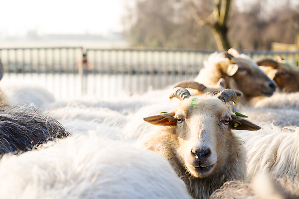포토 JPG 해외이미지 나무 동물 전통 계절 겨울 밭 농업 포유류 모션 자연 털 경비 사람없음 초록색 농장 농경지 마을 환경 일몰 봄 시골 양 그룹 소 양치기 개 군중 농부 주식 방목 언덕 양고기 양모 무료 밭일 생태학 많음 해외포토 식물 직업 교육 산업 컬러 컨셉 육류 안전 사람 금융 노을 직물 보호 축산업 생태계 파일형식 이미지허브