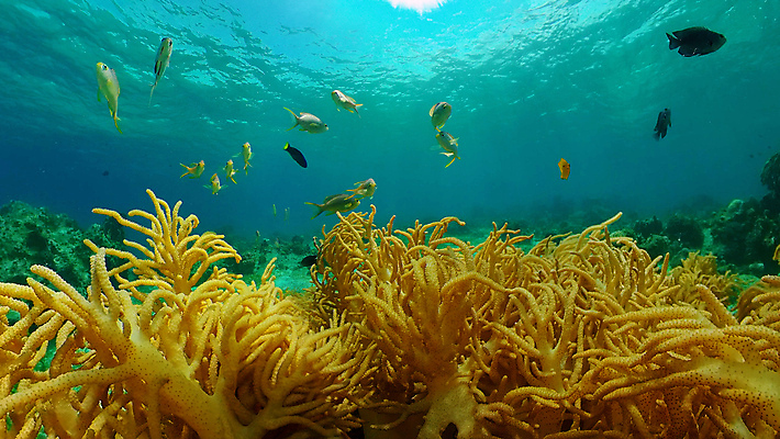 포토 JPG 해외이미지 바다 자연 어류 사람없음 바닷속 수중 산호 수중사진 해외포토 수중동물 자포동물 생태계 파일형식 이미지허브