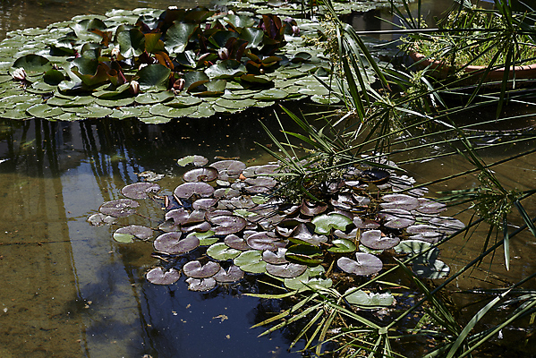 포토 JPG 해외이미지 식물 꽃잎 꽃 별 호수 백그라운드 잎 꽃무늬 자연 표면 사람없음 야외 가로 초록색 물 파란색 강 하이앵글 컬러풀 햇빛 반사 환경 정원 보라색 일몰 봄 새벽 덮개 연못 신선 허브 블러 이국적 해외포토 자연요소 계절 뷰포인트 컬러 무늬 태양 노을 뚜껑 생태계 파일형식 이미지허브