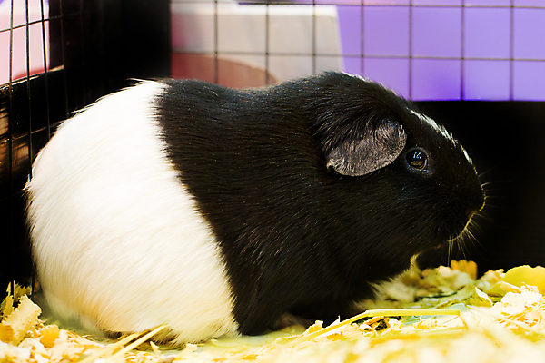 포토 JPG 해외이미지 동물 얼굴 음식 백그라운드 포유류 가정 자연 주택 털 동물원 사람없음 빨간색 초록색 반려동물 뷰티 갈색 노란색 검은색 임신 흰색 아기 잠 돼지 닫기 달콤 쥐 설치류 작음 모피 먹기 코 인기 해외포토 컬러 모션 사람 건물 신체부위 맛 크기 생태계 파일형식 이미지허브