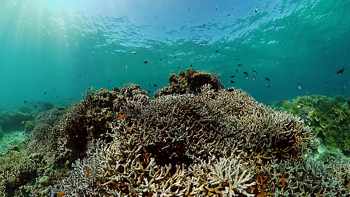 포토 JPG 해외이미지 동물 야생동물 바다 여행 백그라운드 자연 어류 사람없음 물 컬러풀 환경 수중 수영 탐험 스노클링 산호 생태계 다이빙 장면 암초 발견 깊이 이국적 해외포토 자연요소 컬러 수중동물 수상스포츠 자포동물 수중스포츠 파일형식 이미지허브