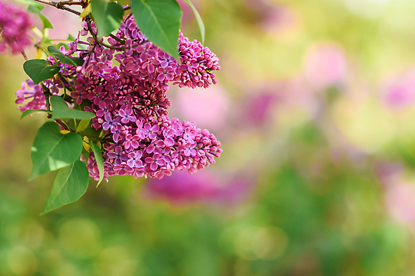 포토 JPG 해외이미지 식물 디자인 배너 계절 꽃잎 꽃 꽃다발 백그라운드 잎 꽃무늬 밭 자연 선물 초원 사람없음 장식 초록색 여름 뷰티 우주 정원 보라색 쪽지 봄 공백 낭만 벚꽃 나뭇가지 신선 개화 닫기 다발 배열 제비꽃 순수 보케 향기 냄새 엽서 향 라일락 레터링 카피스페이스 해외포토 나무 컬러 컨셉 무늬 농업 모션 편지 생태계 파일형식 이미지허브