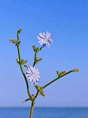 포토 JPG 해외이미지 식물 계절 꽃잎 꽃 줄기 하늘색 백그라운드 잎 꽃무늬 자연 하늘 날씨 사람없음 야외 초록색 물 여름 파란색 빛 햇빛 약 새싹 맑음 들꽃 성장 벚꽃 개화 약초 허브 만족 생물학 꽃가루 조제 치커리 해외포토 자연요소 교육 감정 컬러 무늬 채소 의학 태양 풀_식물 가루 생태계 만들기 파일형식 이미지허브