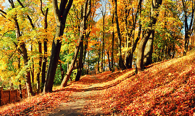 포토 JPG 해외이미지 나무 식물 계절 공원 백그라운드 단풍 잎 패턴 오렌지 자연 호박 풍경 사람없음 야외 목재 빨간색 초록색 빛 컬러풀 햇빛 태양 노란색 환경 정원 맑음 활발 할로윈 가을 변화 황금 떨어짐 숲 9월 11월 보케 장면 추수감사절 10월 내추럴 해외포토 자연요소 공공시설 기독교 컬러 컨셉 무늬 채소 과일 재료 날씨 날짜 생태계 파일형식 이미지허브
