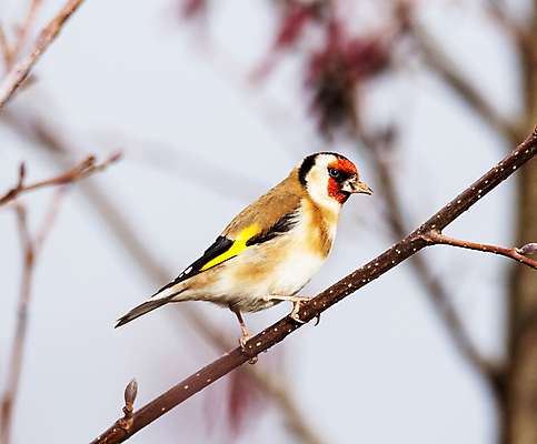 포토 JPG 해외이미지 여행 사람없음 여행객 벨기에 해외포토 사람 서유럽 파일형식 이미지허브
