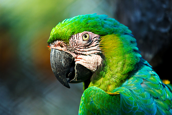 포토 JPG 해외이미지 동물 야생동물 백그라운드 날개 자연 조류 열대 함께함 동물원 앉기 사람없음 가로 빨간색 초록색 여름 파란색 컬러풀 뷰티 노란색 자유 나뭇가지 그룹 깃털 꼬리 부리 앵무새 새장 내추럴 강렬 동물상 마카오 이국적 해외포토 나무 계절 컬러 컨셉 모션 조형물 생태계 케이지 파일형식 이미지허브