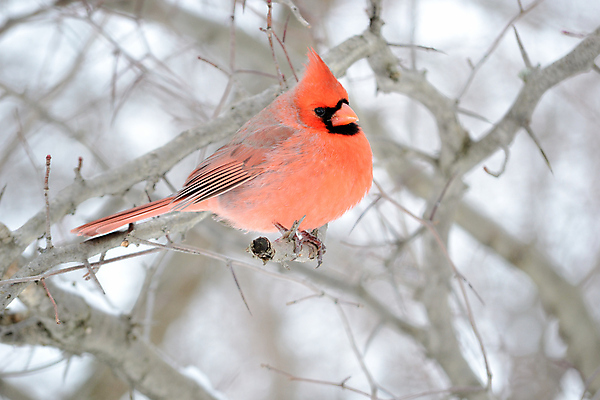 포토 JPG 해외이미지 공원 남자 야생동물 자연 조류 사람없음 야외 해외포토 동물 공공시설 사람 생태계 파일형식 이미지허브