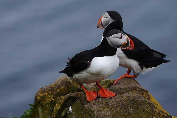 포토 JPG 해외이미지 주간 두마리 조류 사람없음 야외 아웃포커스 돌_바위 퍼핀 해외포토 자연요소 동물 2 촬영기법 파일형식 이미지허브