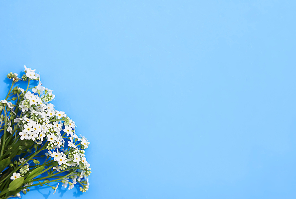 포토 JPG 해외이미지 식물 디자인 꽃잎 꽃 종이 줄기 꽃다발 백그라운드 잎 밭 가족 자연 휴가 파노라마 사람없음 야외 장식 가로 초록색 우주 환경 정원 봄 낭만 수확 벚꽃 흰색 축하 인사 생일 숲 줄서기 해외포토 계절 기념일 컬러 컨셉 농업 관계 모션 촬영기법 예절 생태계 파일형식 이미지허브