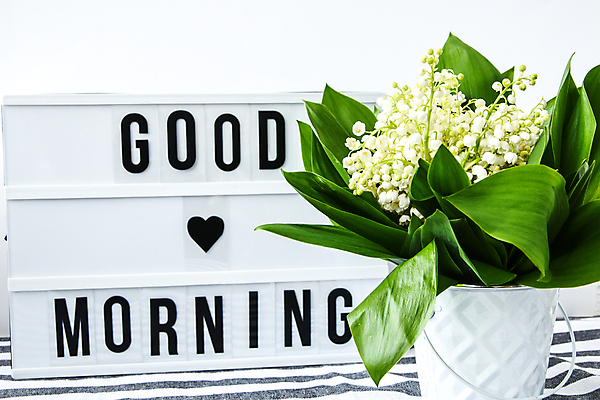 포토 JPG 해외이미지 꽃 화분 실내 사람없음 꽃병 인사 인사말 흰배경 라이트박스 해외포토 식물 백그라운드 내부 흰색 예절 파일형식 이미지허브