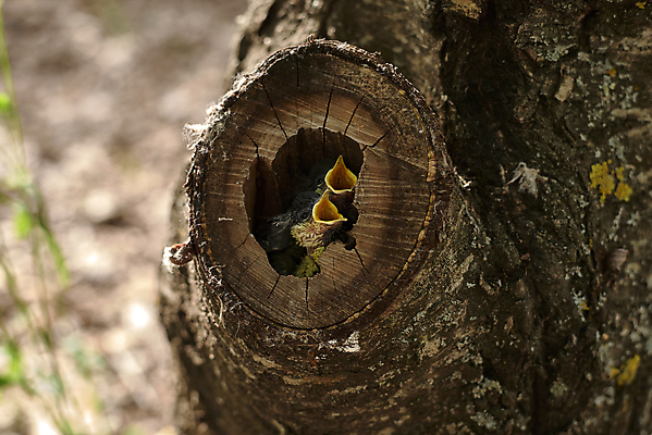 포토 JPG 해외이미지 식물 동물 야생동물 잎 2 노래 청소년 자연 조류 새로움 생물 주택 병아리 3 앉기 사람없음 야외 초록색 머리 회색 분노 아기 신생아 오픈 입 생일 그룹 울음 배고픔 깃털 만족 코 부리 형제 부름 사냥꾼 부화 구걸 돌봄 바이오 비명 생태학 수유 많음 해외포토 직업 교육 기념일 남자 감정 음악 컬러 컨셉 가족 모션 표정 사람 건물 신체부위 생태계 파일형식 이미지허브