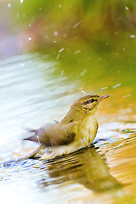 포토 JPG 해외이미지 동물 유럽 야생동물 날개 자연 조류 사람없음 컬러풀 뷰티 환경 목욕 다양 연못 스페인 보호 숲 갈증 버드나무 깃털 환경보전 생태계 생물학 부리 서식지 동물상 보호구역 생태학 해외포토 나무 교육 나라 컬러 다수 컨셉 조형물 청결 사회이슈 구역 파일형식 이미지허브