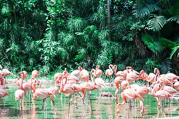 포토 JPG 해외이미지 동물 호수 야생동물 분홍색 자연 조류 동물원 사람없음 빨간색 물 컬러풀 반사 그룹 플라밍고 깃털 부리 목 내추럴 동물상 이국적 해외포토 자연요소 컬러 신체부위 조형물 생태계 파일형식 이미지허브