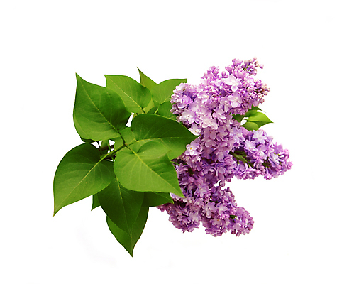 포토 JPG 해외이미지 나무 식물 디자인 계절 꽃잎 꽃 문화 줄기 잎 꽃무늬 자연 추상 새로움 프레임 사람없음 장식 초록색 빛 뷰티 정원 보라색 성장 벚꽃 흰색 나뭇가지 화려 개화 5월 오브젝트 싱글 라일락 고립 정중 해외포토 컬러 컨셉 무늬 날짜 생태계 파일형식 이미지허브