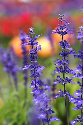 포토 JPG 해외이미지 식물 꽃 유럽 밭 자연 사람없음 뷰티 환경 보라색 활발 프랑스 벚꽃 시골 개화 닫기 자주색 허브 제비꽃 향기 아로마 부드러움 아로마테라피 라벤더 내추럴 프랑스어 프로방스 해외포토 문자 나라 컬러 컨셉 농업 모션 감각 생태계 냄새 테라피 파일형식 이미지허브