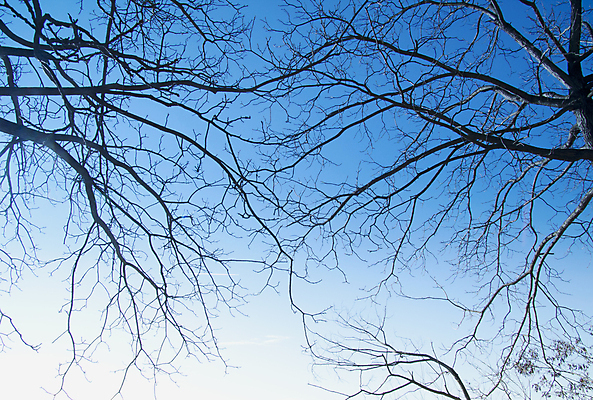 포토 JPG 해외이미지 나무 식물 디자인 계절 공원 실루엣 백그라운드 잎 자연 조류 하늘 추상 새로움 사람없음 목재 그래픽 빨간색 초록색 여름 갈색 우주 정원 검은색 봄 성장 가을 흰색 나뭇가지 달콤 숲 심볼 오브젝트 사인 싱글 그림 유기농 내추럴 옛날 해외포토 동물 웰빙 공공시설 컬러 컨셉 무늬 재료 촬영기법 맛 생태계 파일형식 이미지허브