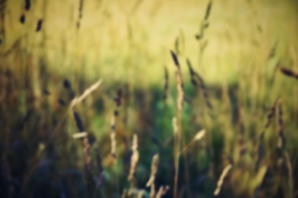 포토 JPG 해외이미지 나무 식물 디자인 계절 공원 백그라운드 컨셉 잎 패턴 밭 자연 벽지 하늘 추상 잔디 사람없음 아웃포커스 초록색 빛 컬러풀 햇빛 태양 뷰티 정원 맑음 봄 수확 신선 소프트포커스 숲 질감 보케 부드러움 내추럴 블러 효과 해외포토 자연요소 공공시설 컬러 무늬 농업 날씨 촬영기법 감각 생태계 파일형식 이미지허브