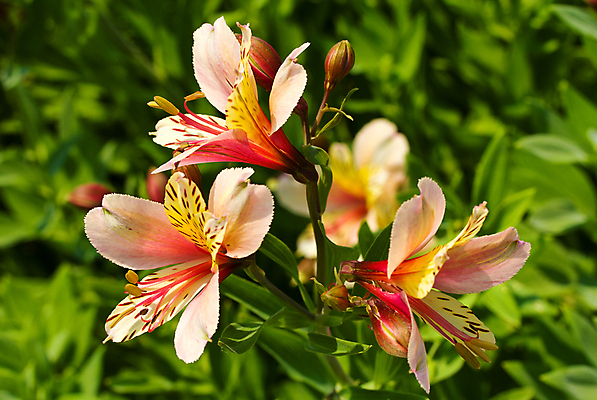 포토 JPG 해외이미지 식물 꽃잎 꽃 백그라운드 잎 꽃무늬 자연 사람없음 장식 초록색 뷰티 머리 정원 활발 나뭇가지 개화 난초 우아함 내추럴 해외포토 나무 컬러 컨셉 무늬 신체부위 생태계 파일형식 이미지허브