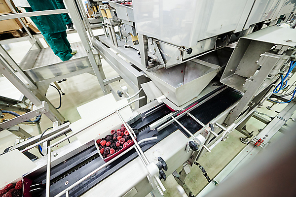 포토 JPG 해외이미지 공장 한명 서기 성인 냉동 기계 하반신 제조 담기 산딸기 포장용기 성인한명만 식품공장 냉동식품 해외포토 1 음식 과일 공업 모션 사람 포장재료 성인만 파일형식 이미지허브