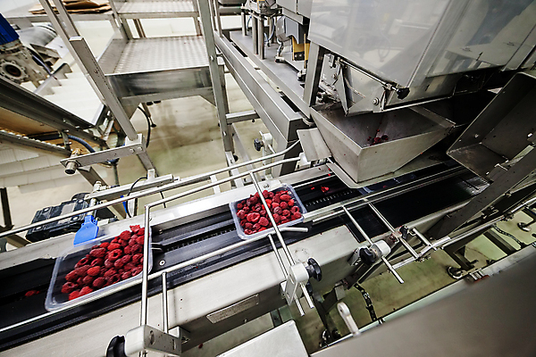 포토 JPG 해외이미지 공장 사람없음 냉동 기계 제조 담기 산딸기 포장용기 식품공장 냉동식품 해외포토 음식 과일 공업 모션 포장재료 파일형식 이미지허브