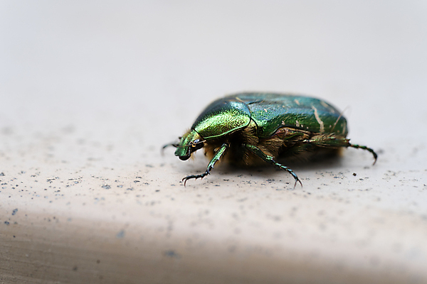 포토 JPG 해외이미지 동물 유럽 야생동물 곤충 자연 안테나 사람없음 야외 초록색 장미 금속 봄 껍질 해충 벌레 작음 딱정벌레 묘사 청동 동물상 해외포토 계절 꽃 나라 컬러 통신 재질 조형물 크기 생태계 파일형식 이미지허브