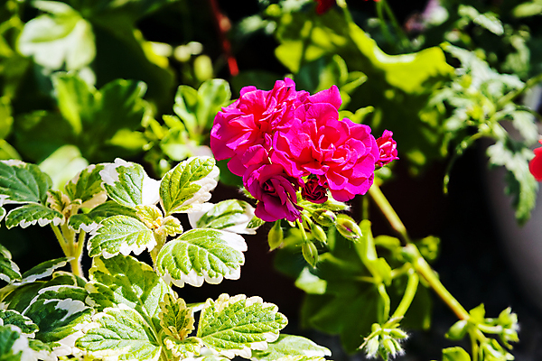 포토 JPG 해외이미지 식물 디자인 계절 공원 꽃잎 꽃 분홍색 꽃다발 백그라운드 잎 꽃무늬 패턴 자연 사랑 사람없음 장식 빨간색 초록색 컬러풀 뷰티 장미 노란색 정원 보라색 봄 벚꽃 흰색 신선 개화 다발 배열 심볼 원예 조경 쇼 내추럴 정중 해외포토 공공시설 감정 컬러 컨셉 무늬 취미 생태계 파일형식 이미지허브