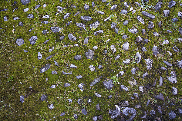 포토 JPG 해외이미지 식물 디자인 도로 길 벽 백그라운드 패턴 포장 건축양식 자연 벽지 표면 추상 벽돌 거리 바닥 이끼 사람없음 야외 빨간색 초록색 갈색 블록 회색 수확 조약돌 바위 도시 거친 보행로 오솔길 천 묘사 질감 정사각형 내추럴 그런지 땅바닥 방법 옛날 콘크리트 해외포토 도형 건축 컬러 무늬 농업 교통시설 돌_바위 직물 생태계 파일형식 이미지허브