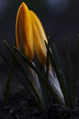 포토 JPG 해외이미지 식물 계절 공원 꽃잎 꽃 백그라운드 잎 꽃무늬 자연 부활절 초원 사람없음 야외 초록색 컬러풀 햇빛 뷰티 노란색 정원 맑음 보라색 봄 들꽃 성장 벚꽃 신선 시간 개화 황금 저녁 자주색 4월 제비꽃 라일락 내추럴 사프란 해외포토 공공시설 기념일 컬러 무늬 날씨 태양 날짜 야간 향신료 생태계 파일형식 이미지허브