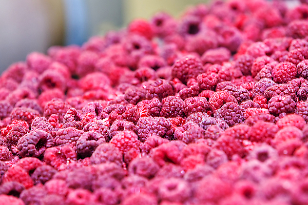 포토 JPG 해외이미지 공장 사람없음 아웃포커스 냉동 기계 제조 소프트포커스 가득함 산딸기 식품공장 냉동식품 해외포토 음식 과일 공업 촬영기법 파일형식 이미지허브