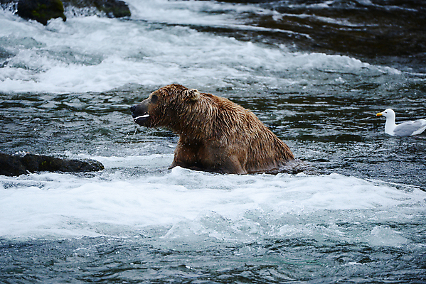 포토 JPG 해외이미지 주간 한마리 야생동물 곰 조류 사람없음 야외 강 젖음 해외포토 자연요소 동물 1 포유류 파일형식 이미지허브