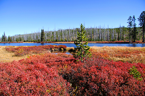 포토 JPG 해외이미지 나무 공원 호수 여행 자연 하늘 아침 풍경 사람없음 야외 초록색 물 여름 파란색 강 뷰티 평화 환경 침묵 봄 가을 숲 장면 내추럴 와이오밍 전국 해외포토 주간 자연요소 식물 계절 공공시설 컬러 컨셉 소리 생태계 파일형식 이미지허브