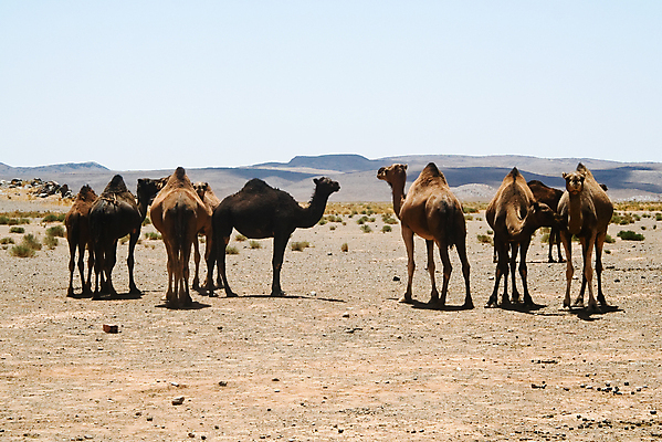 포토 JPG 해외이미지 동물 전통 야생동물 모래 여행 포유류 교통시설 아프리카 자연 하늘 따뜻함 사람없음 야외 모래사장 태양 노란색 맑음 사막 뜨거움 거친 중앙 모래언덕 사파리 낙타 아라비아 동쪽 모로코 혹 사하라 단봉낙타 아랍어 카라반 해외포토 자연요소 나라 바다 컬러 교통 날씨 방향 언덕 시설 생태계 캠핑카 파일형식 이미지허브