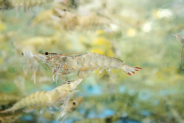 포토 JPG 여러마리 사람없음 아웃포커스 수중 수조 대하 인천 어시장 제철 제철음식 국내포토 음식 다수 새우 한국 촬영기법 시장 파일형식