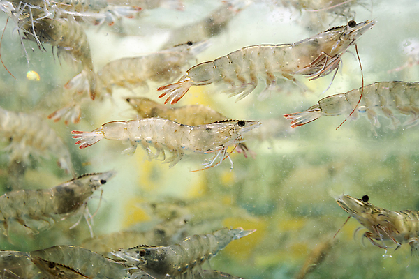 포토 JPG 여러마리 사람없음 수중 수조 대하 인천 어시장 제철 제철음식 국내포토 음식 다수 새우 한국 시장 파일형식