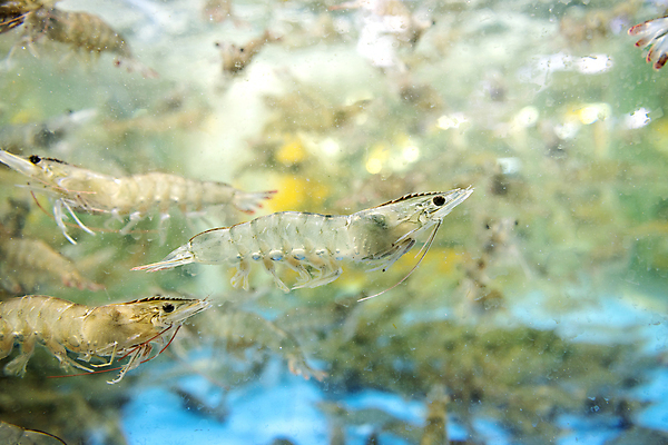 포토 JPG 여러마리 사람없음 아웃포커스 수중 수조 대하 인천 어시장 제철 제철음식 국내포토 음식 다수 새우 한국 촬영기법 시장 파일형식