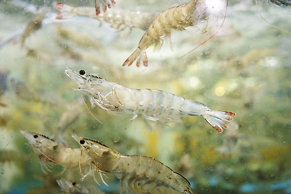 포토 JPG 여러마리 사람없음 아웃포커스 수중 수조 대하 인천 어시장 제철 제철음식 국내포토 음식 다수 새우 한국 촬영기법 시장 파일형식