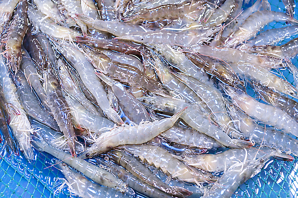 포토 JPG 식재료 사람없음 하이앵글 전시 신선 대하 가득함 인천 어시장 제철 제철음식 생새우 국내포토 음식 뷰포인트 어패류 새우 한국 시장 파일형식