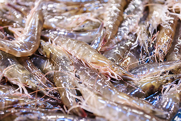 포토 JPG 식재료 사람없음 아웃포커스 하이앵글 전시 신선 대하 가득함 인천 어시장 제철 제철음식 생새우 국내포토 음식 뷰포인트 어패류 새우 한국 촬영기법 시장 파일형식