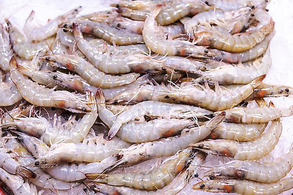 포토 JPG 식재료 사람없음 하이앵글 전시 신선 대하 가득함 인천 어시장 제철 제철음식 생새우 국내포토 음식 뷰포인트 어패류 새우 한국 시장 파일형식