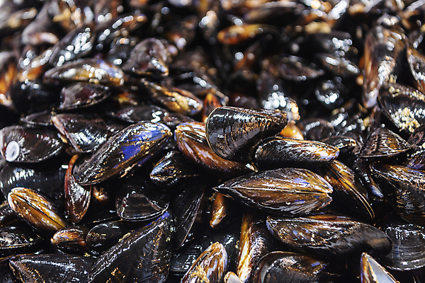 포토 JPG 식재료 사람없음 아웃포커스 전시 신선 가득함 홍합 재래시장 인천 어시장 제철 제철음식 국내포토 음식 어패류 한국 촬영기법 시장 파일형식