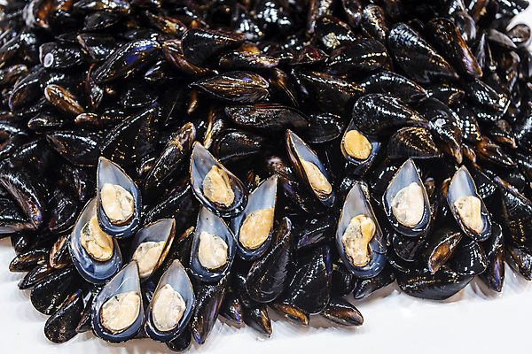 포토 JPG 식재료 사람없음 전시 신선 가득함 홍합 재래시장 인천 어시장 제철 제철음식 국내포토 음식 어패류 한국 시장 파일형식