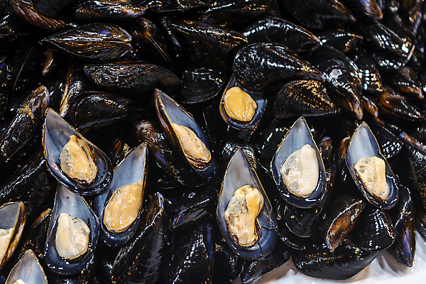 포토 JPG 식재료 사람없음 전시 신선 가득함 홍합 재래시장 인천 어시장 제철 제철음식 국내포토 음식 어패류 한국 시장 파일형식