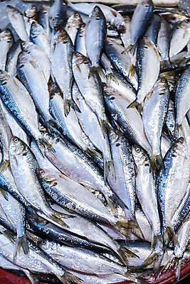 포토 JPG 식재료 사람없음 하이앵글 전시 신선 가득함 재래시장 인천 어시장 전어 제철 제철음식 국내포토 음식 뷰포인트 한국 어류 시장 파일형식