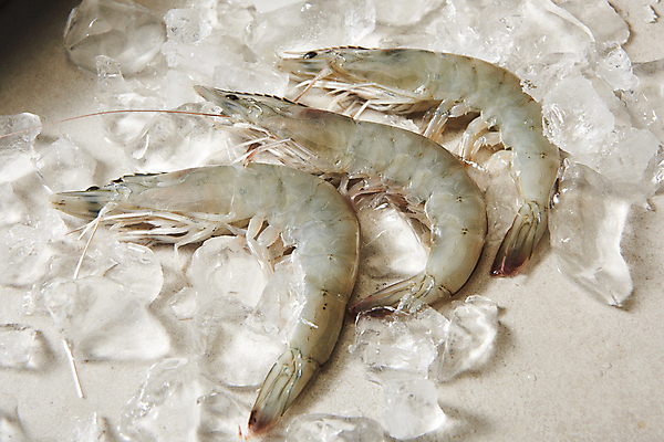 포토 JPG 스튜디오촬영 식재료 회색배경 실내 사람없음 하이앵글 얼음 신선 대하 제철 제철음식 생새우 국내포토 자연요소 음식 뷰포인트 백그라운드 어패류 새우 내부 회색 파일형식